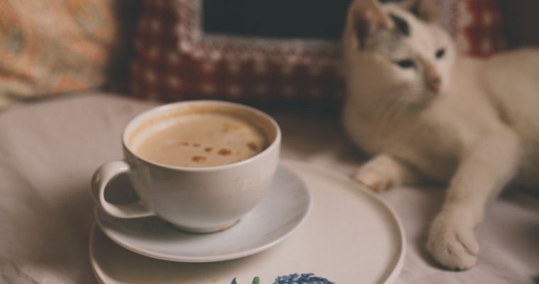Cappuccino w towarzystwie milusińskiego czworonoga – uroki kocich kawiarenek