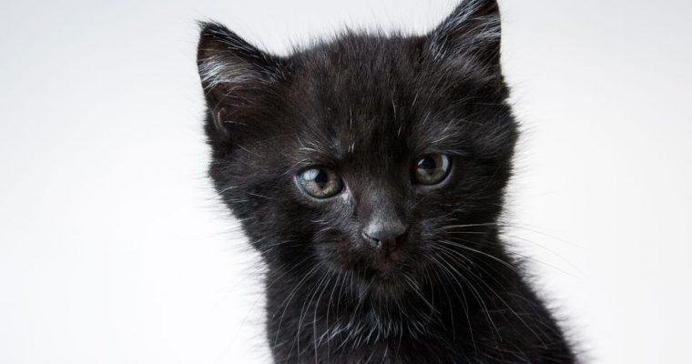 Dlaczego ludzie uważają, że czarny kot i inne dziwne przesądy przynoszą pecha?